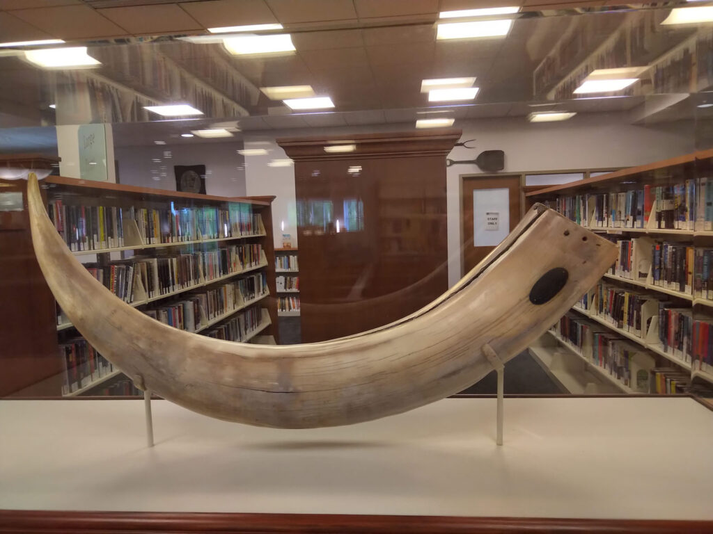 Woolly mammoth tusk on display in the Hudson Library