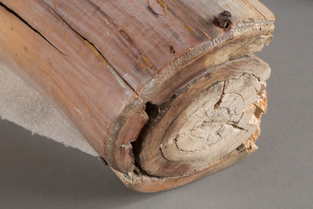 Close up of woolly mammoth tusk showing concentric rings